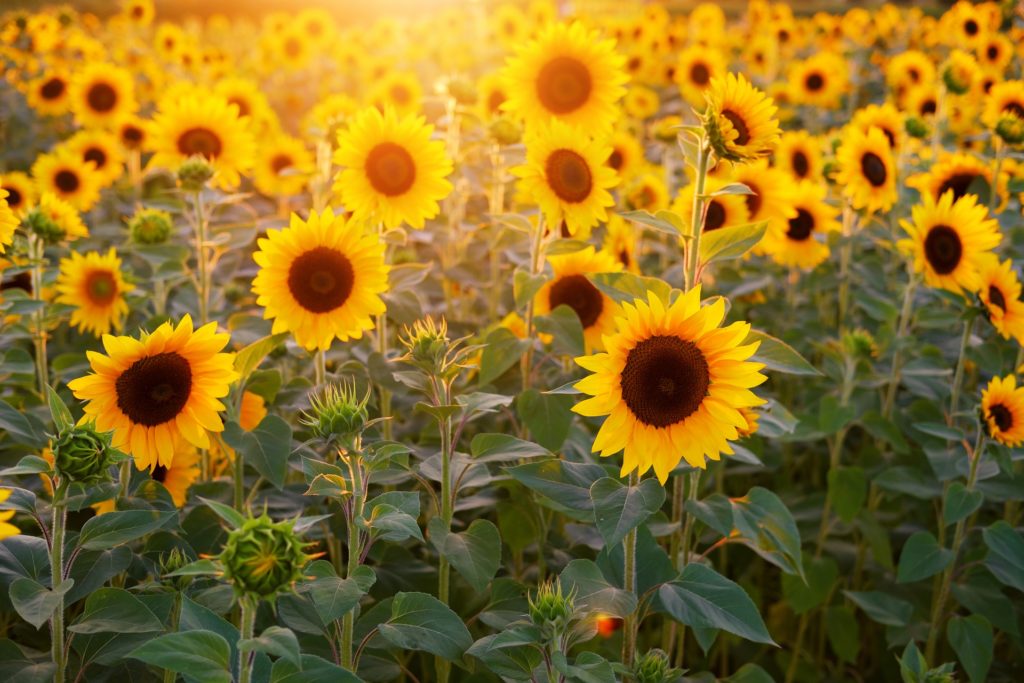 Sunflower field under a blue sky