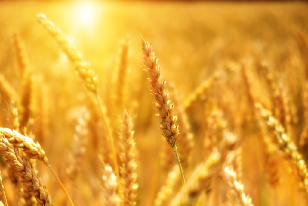 Ripe wheat field at sunset