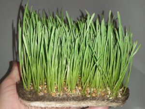 Ground Prana для микрозелени: из личного опыта в производство