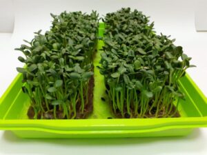 Ground Prana для микрозелени: из личного опыта в производство