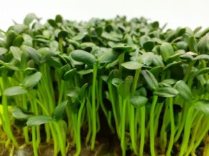 Ground Prana для микрозелени: из личного опыта в производство