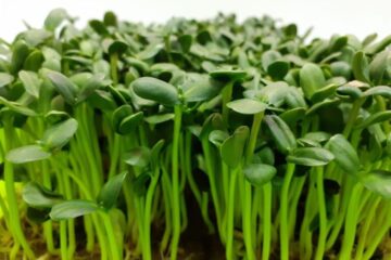 Сходи соняшника Ground Prana