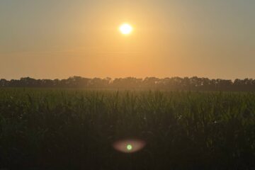 Захід сонця поле ТОВ Юнікорнс