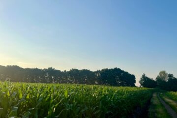 Кукурудзяне поле