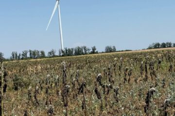 Водний дефіцит в Україні: посуха 2025, агровиробництво і сталий агробізнес