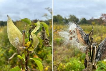 Ваточник сирійський