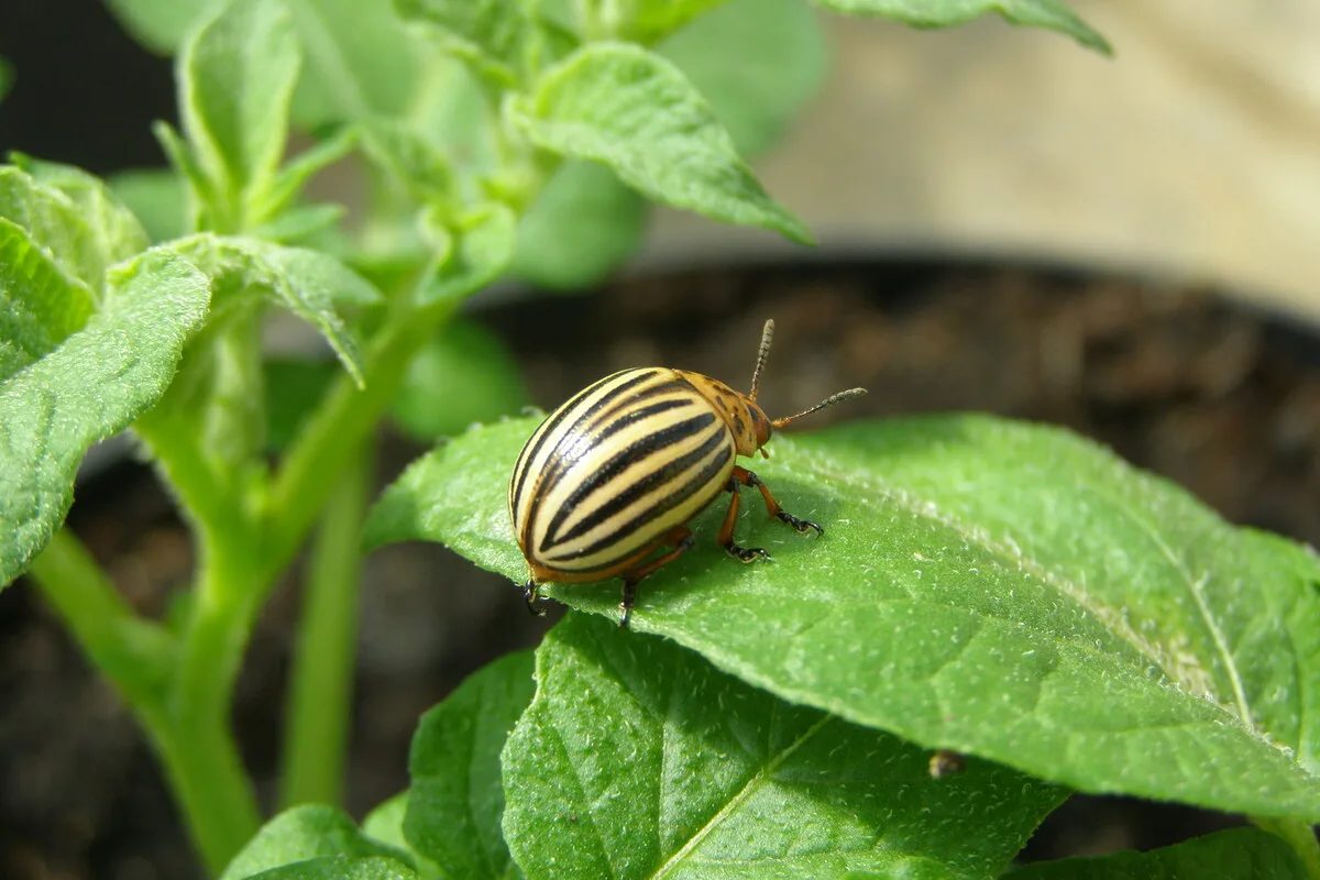 Шкідники картоплі 1 Імаго колорадського жука (Leptinotarsa decemlineata) на листку картоплі